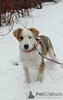 Additional photos: Shaggy - a dog with different eyes is looking for a home.