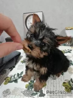 Additional photos: Yorkie/Kawaiiork puppies