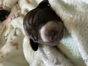 Photo №2 to announcement № 52180 for the sale of german shorthaired pointer - buy in Poland breeder