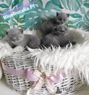 Photo №2 to announcement № 11769 for the sale of british shorthair - buy in Poland breeder