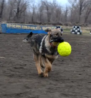 Additional photos: German Shepherd Working Breeding