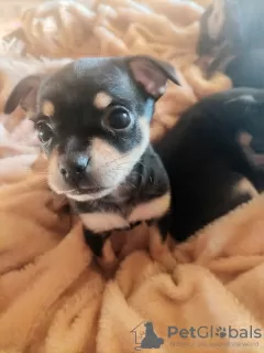 Additional photos: Selling Toy Terrier Puppies