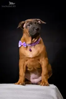 Photo №3. Puppies Thai Ridgeback, Moscow. Russian Federation