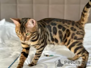 Additional photos: Gorgeous Bengal boy