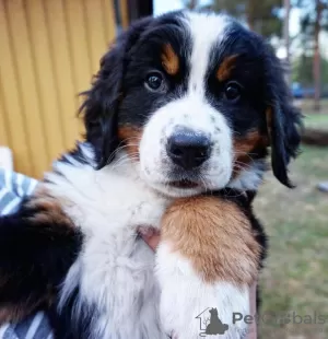 Photo №1. bernese mountain dog - for sale in the city of Роттердам | Is free | Announcement № 53645