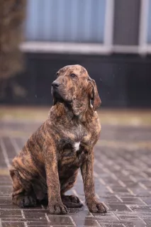 Photo №1. fila brasileiro - for sale in the city of Курахово | Negotiated | Announcement № 5730