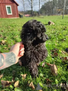 Photo №1. poodle (toy) - for sale in the city of Tallinn | 1040$ | Announcement № 29282