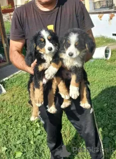 Additional photos: Bernese Mountain Dog