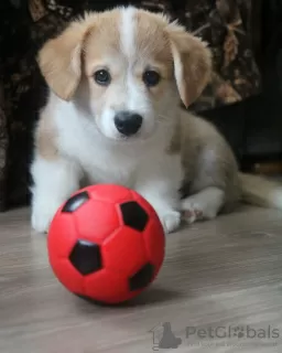 Photo №1. welsh corgi - for sale in the city of Mogilyov | 740$ | Announcement № 93602