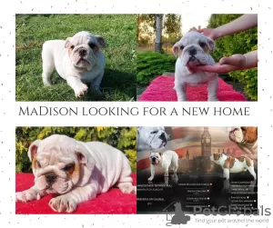 Photo №2 to announcement № 71260 for the sale of english bulldog - buy in Poland breeder