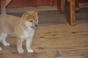 Photo №1. shiba inu - for sale in the city of Charleroi | Is free | Announcement № 93068