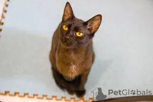 Additional photos: Black cat kitten Felicia as a gift to kind hearts!