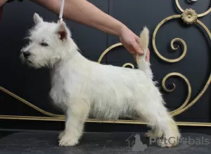 Additional photos: west highland white terrier puppy from Interchampion