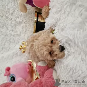 Additional photos: Maltipoo fb1 BellaQueen