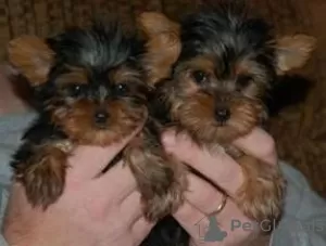 Photo №1. beaver yorkshire terrier - for sale in the city of Васа | Is free | Announcement № 127898