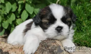 Photo №1. shih tzu - for sale in the city of Västeråsen | 473$ | Announcement № 11347