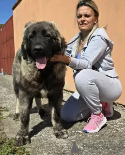 Photo №2 to announcement № 118441 for the sale of caucasian shepherd dog - buy in Serbia 