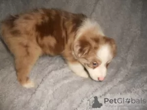 Additional photos: Australian Shepherd Puppies