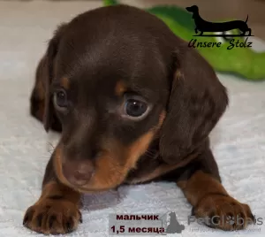 Photo №1. dachshund - for sale in the city of Москва | 651$ | Announcement № 63460