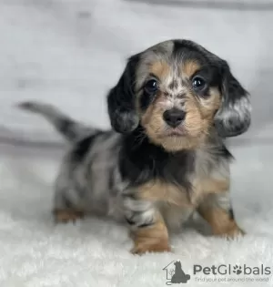 Photo №1. dachshund - for sale in the city of Skellefteå | 475$ | Announcement № 126621