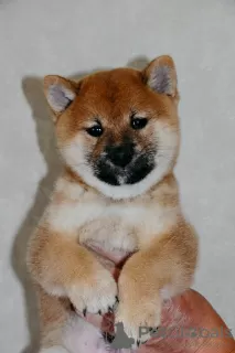 Additional photos: Shiba Inu puppies with RKF pedigree