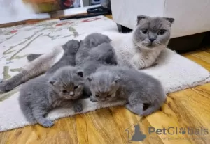 Photo №1. scottish fold - for sale in the city of Jena | Is free | Announcement № 129978