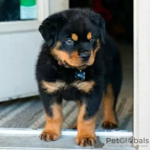 Photo №1. rottweiler - for sale in the city of Berlin | Is free | Announcement № 126357