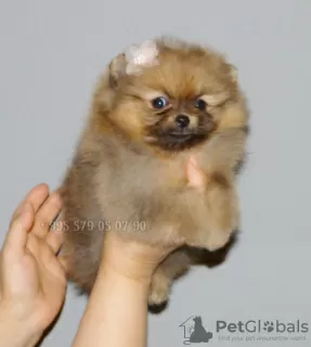 Photo №2 to announcement № 126813 for the sale of pomeranian - buy in Georgia private announcement, from nursery, breeder