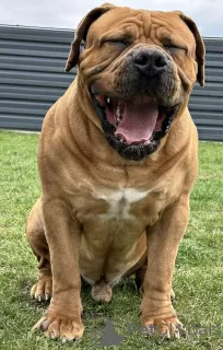 Additional photos: South African Boerboel Mastiff puppies