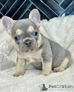 Photo №1. french bulldog - for sale in the city of Vigo | 423$ | Announcement № 126706