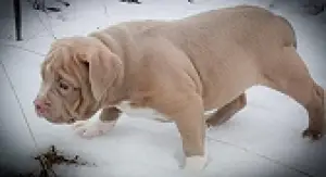 Photo №2 to announcement № 1090 for the sale of american bully - buy in Belarus private announcement, from nursery, breeder