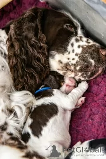 Photo №3. English Springer Spaniel puppies. Poland