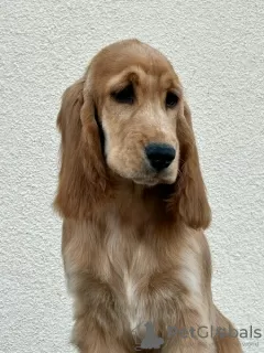 Photo №3. English Cocker Spaniel female puppy. Serbia