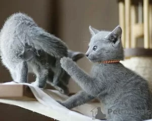 Photo №2 to announcement № 15573 for the sale of russian blue - buy in Saudi Arabia private announcement