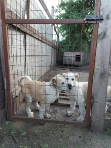 Photo №1. central asian shepherd dog - for sale in the city of Voronezh | 213$ | Announcement № 7133