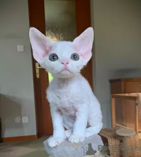 Additional photos: Devon Rex Kittens