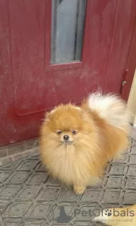 Photo №4. I will sell pomeranian in the city of Baranovichi.  - price - 600$