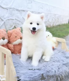 Photo №1. samoyed dog - for sale in the city of Гамбург | 528$ | Announcement № 99456