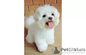 Photo №2 to announcement № 11559 for the sale of maltese dog - buy in United States private announcement