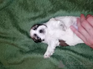 Additional photos: Shih Tzu