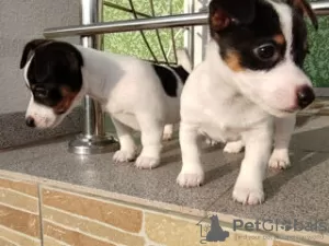 Photo №1. jack russell terrier - for sale in the city of Bastogne | 402$ | Announcement № 96330