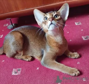 Photo №3. Abyssinian kittens. Poland