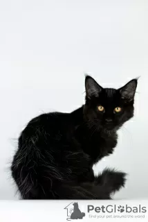 Photo №4. I will sell maine coon in the city of Odessa. breeder - price - negotiated