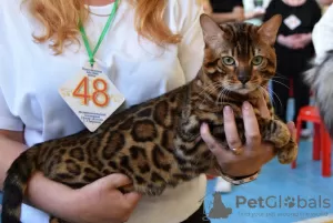 Additional photos: Bengal kittens