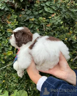 Photo №3. Adorable Male And Female Shih Tzu Puppies. Germany