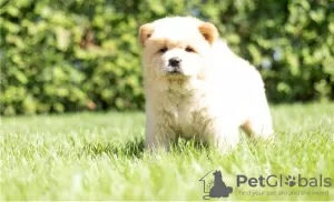 Additional photos: Chow Chow puppies are set for new homes now