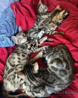 Photo №3. Bengal Kittens for Adoption. Australia