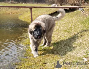 Additional photos: Caucasian Shepherd Dog