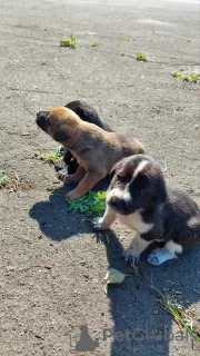 Photo №3. Puppies in good hands. Ukraine