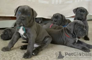 Additional photos: Cane Corso Puppies RECOMMENDATION